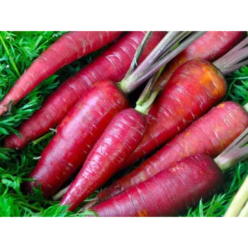 Fresh Red Carrot